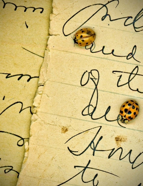 Photograph Andy Goodwin Ladybug Diary on One Eyeland